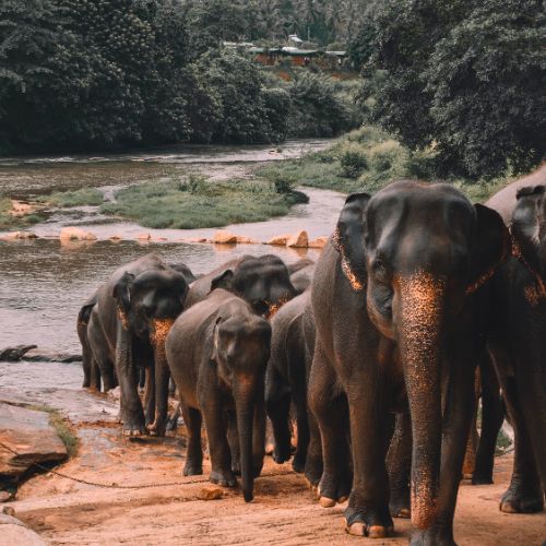 Drambliai Šri Lankoje