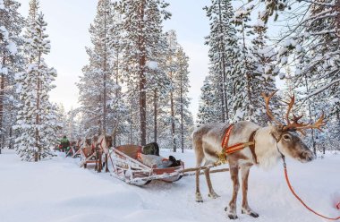 Suomija, Laplandija, KALĖDŲ SENELIO GIMTINĖ - LAPLANDIJA